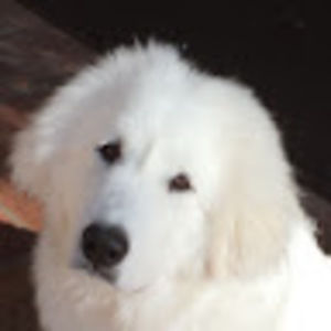 Meet your Posher, Gary